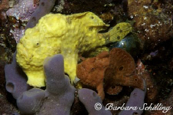 Two longlure frogfish sitting peacefully side by side! Ta... by Barbara Schilling 